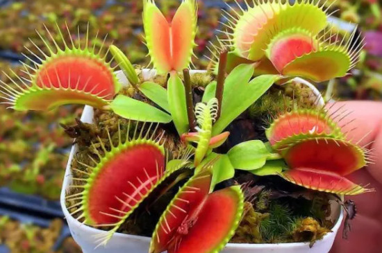 十種植物有趣的自然現象