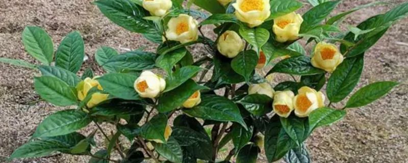 金茶花北方能種植嗎