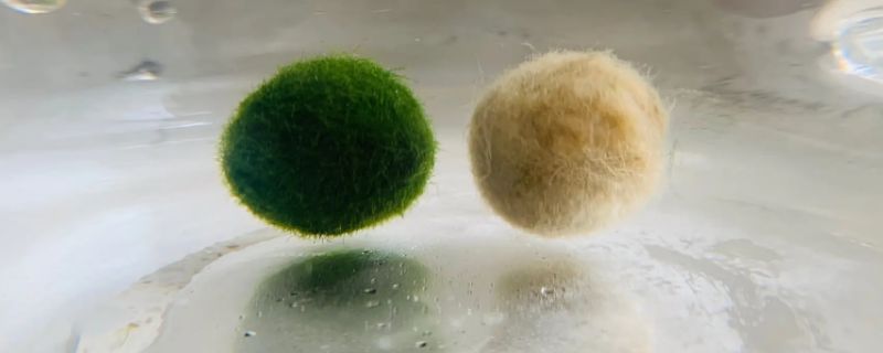 海藻球怎么变成2个