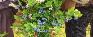 莱克西蓝莓树耐寒多少度