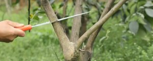 大榛子树过了五年以后怎样剪枝呢