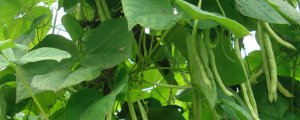 四季豆的种植方法和管理技术