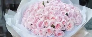 16朵粉玫瑰花语是什么意思