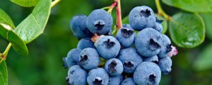什么品种的蓝莓耐寒