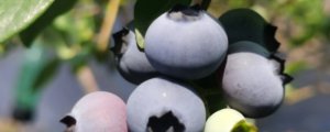 已淘汰的蓝莓品种