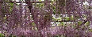 紫藤的种植时间和方法