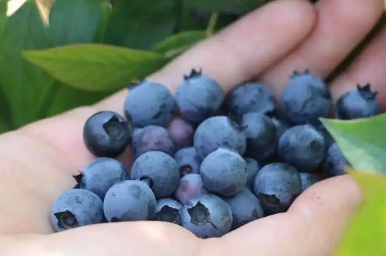 云雀蓝莓和法新蓝莓哪个早熟