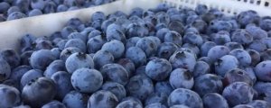 云雀蓝莓和法新蓝莓哪个早熟