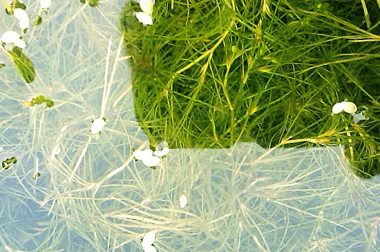 藻类植物繁殖方式