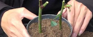 冬季扦插杨树苗的技术与方法