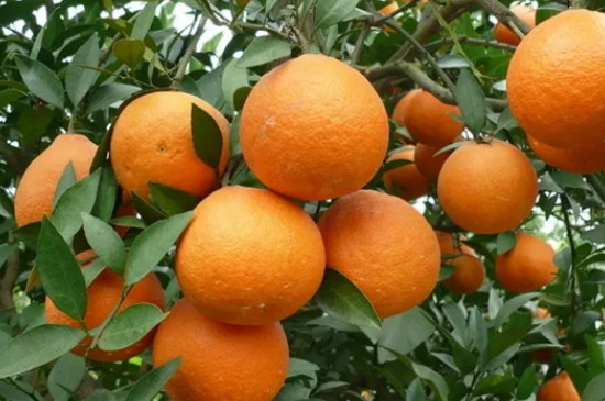 甜橙生长发育适宜温度是多少