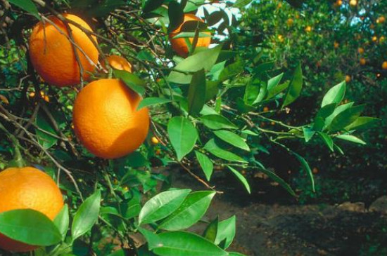 甜橙生长发育适宜温度是多少