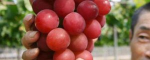 罗马红宝石葡萄品种介绍