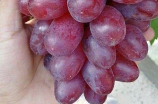 罗马红宝石葡萄品种介绍