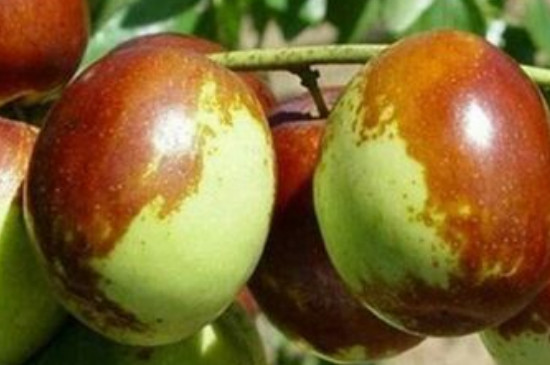 最甜的枣树苗品种是什么