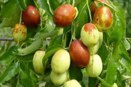 最甜的枣树苗品种是什么