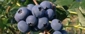 优瑞卡蓝莓怎么种植
