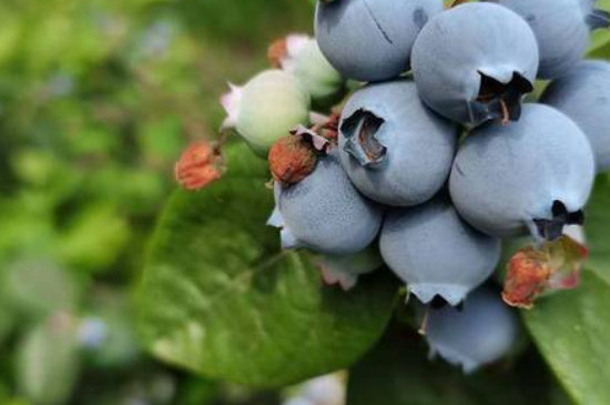 蓝莓h5果实的介绍