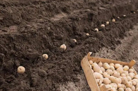 土豆怎样种植方法如下