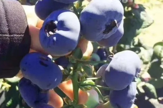 蓝莓优瑞卡的特点有哪些