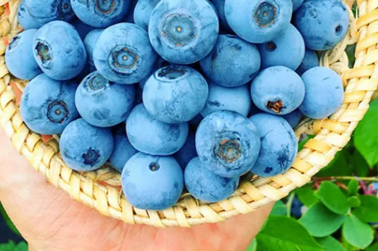 蓝莓优瑞卡的特点有哪些
