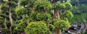 赤楠树桩盆景养护管理