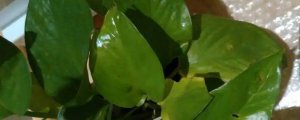 绿萝盆里的小黑飞虫怎么处理