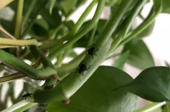 绿萝盆里的小黑飞虫怎么处理