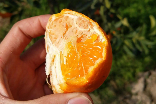 濑户见柑橘品种介绍