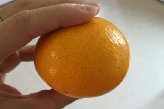 濑户见柑橘品种介绍