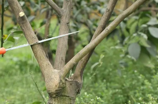 猕猴桃树怎么修剪