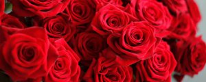 红玫瑰的花语是什么
