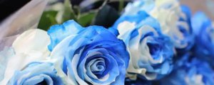 浅蓝色玫瑰花的花语