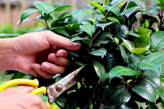 茶花的养殖方法家里如何养好茶花