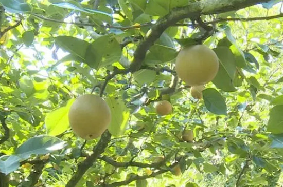 黄花梨与白梨的生长温度一致吗