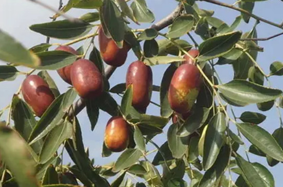 枣树品种