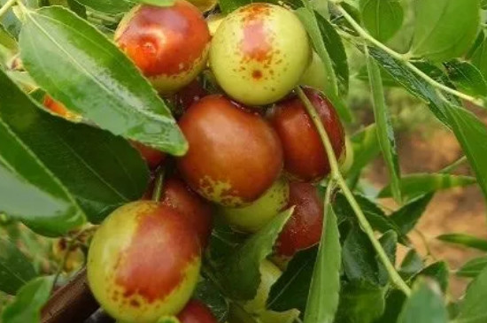 枣树品种