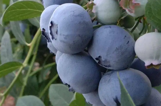 莱克西蓝莓能抗零下多少度