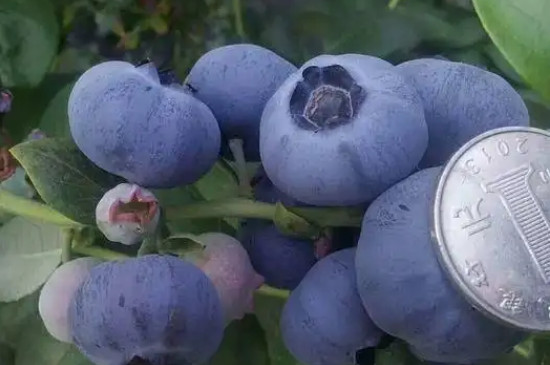 莱克西蓝莓能抗零下多少度