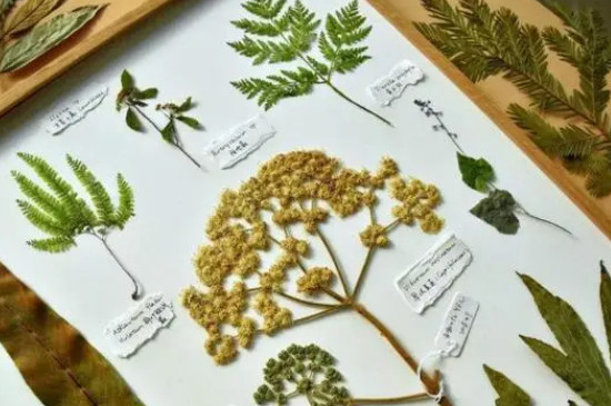 植物标本制作方法