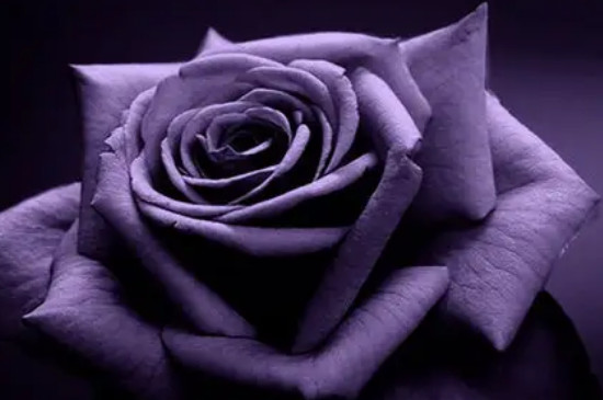 紫玫瑰真正的花语