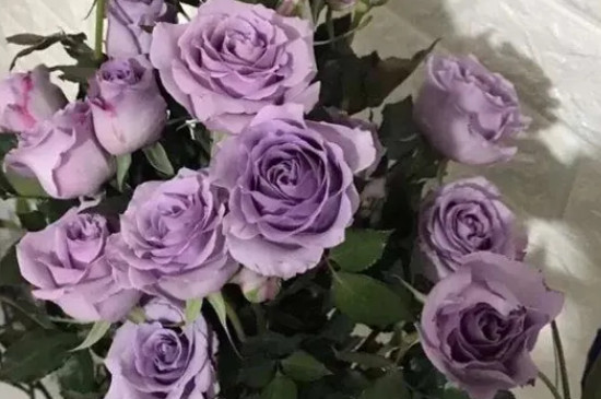 紫玫瑰真正的花语