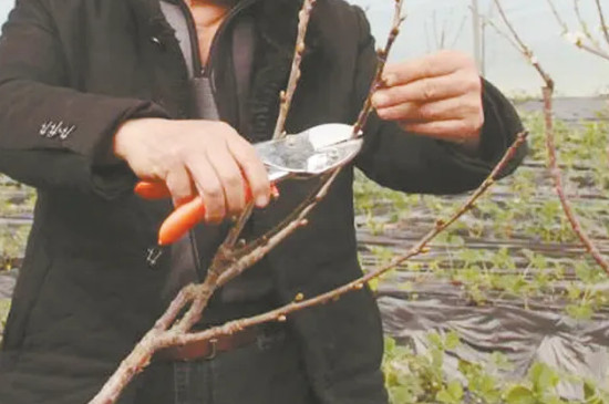 樱桃树的修剪技术与树形