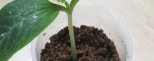 南瓜种子生长环境的特点