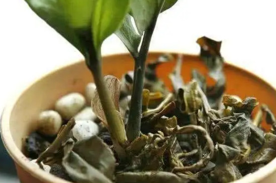 茶叶可以做花肥料吗