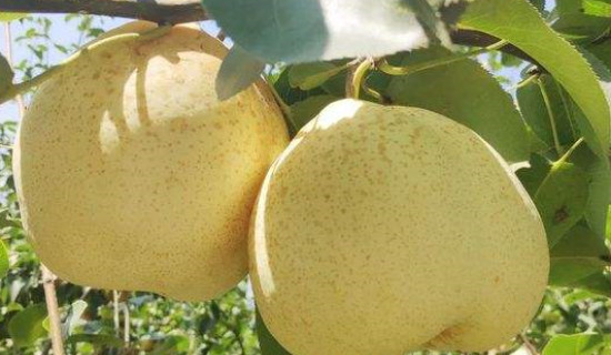 山农酥梨品种介绍