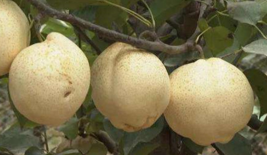山农酥梨品种介绍