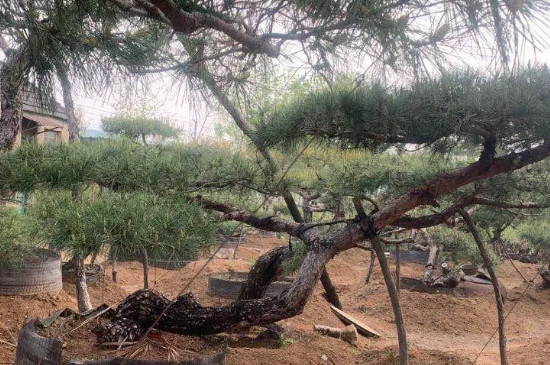油松造型树制作方法