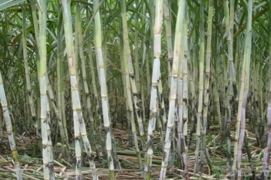 北方甘蔗的种植方法和时间