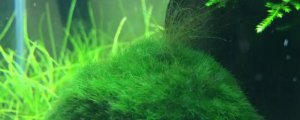 绿毛藻和丝藻的区别